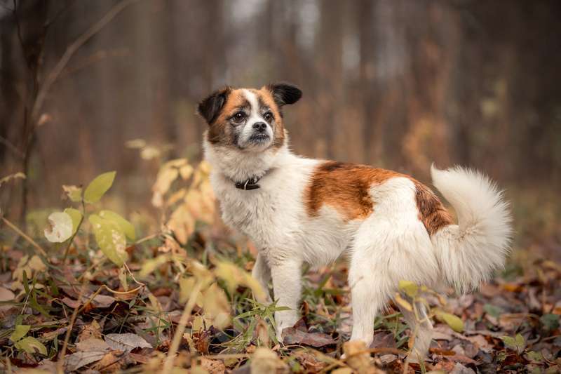 Собаки в Москве: Крошечная собачка Ася в добрые руки Девочка, Бесплатно - фото 2