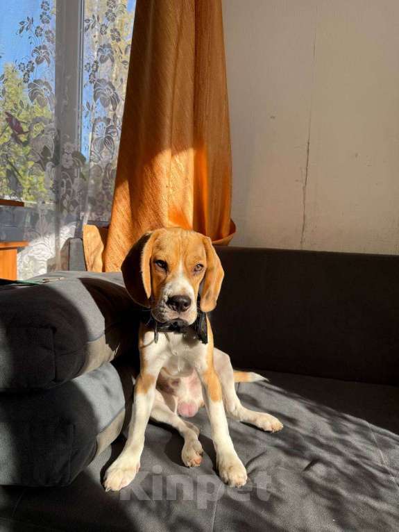 Собаки в Кингисеппе: Отдам щенка бигля в добрые ручки 🙏🏻 Мальчик, Бесплатно - фото 1