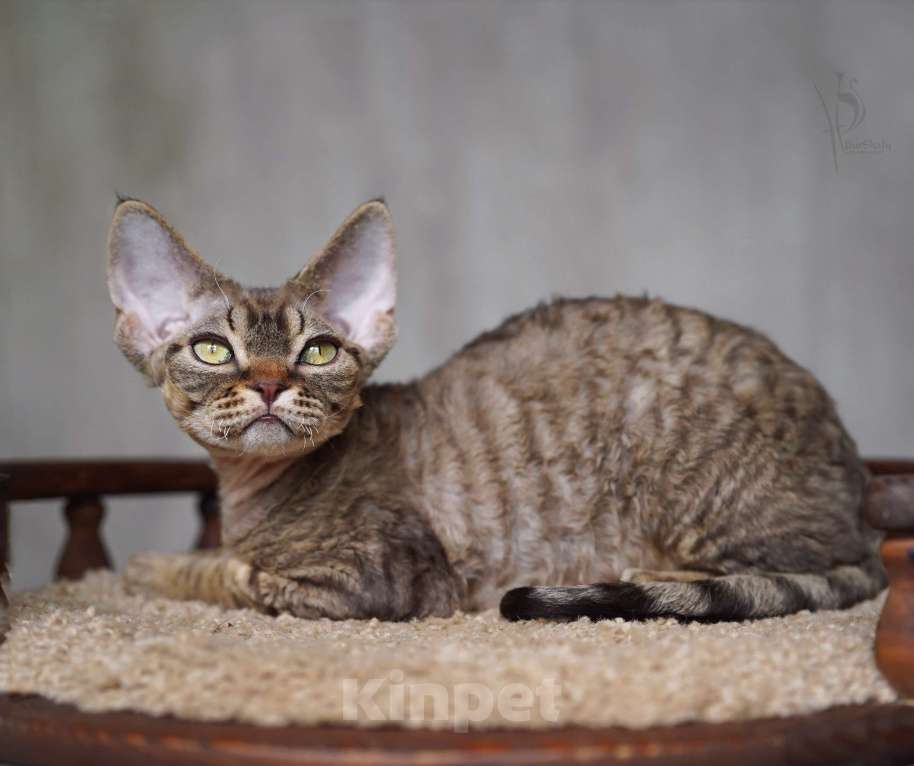 Кошки в Москве: Девон-рекс полосатый Мальчик Мальчик, 70 000 руб. - фото 5