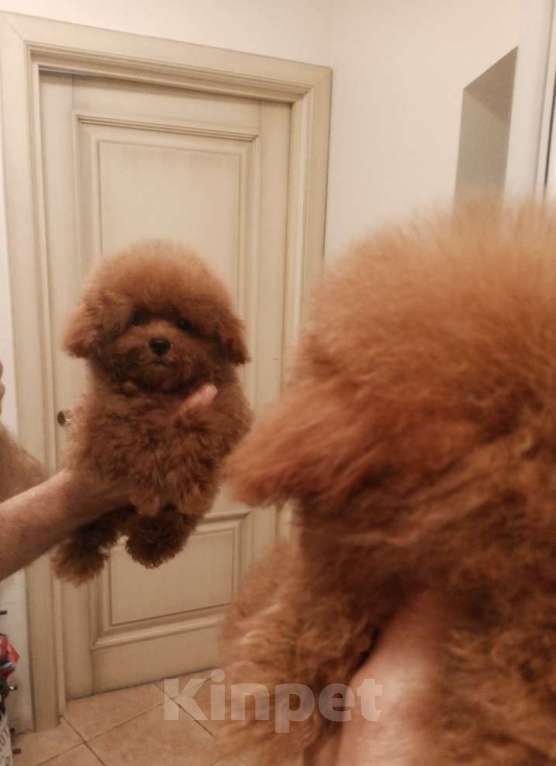 Собаки в Москве: Той-пудель, Китай  Девочка, 135 000 руб. - фото 3