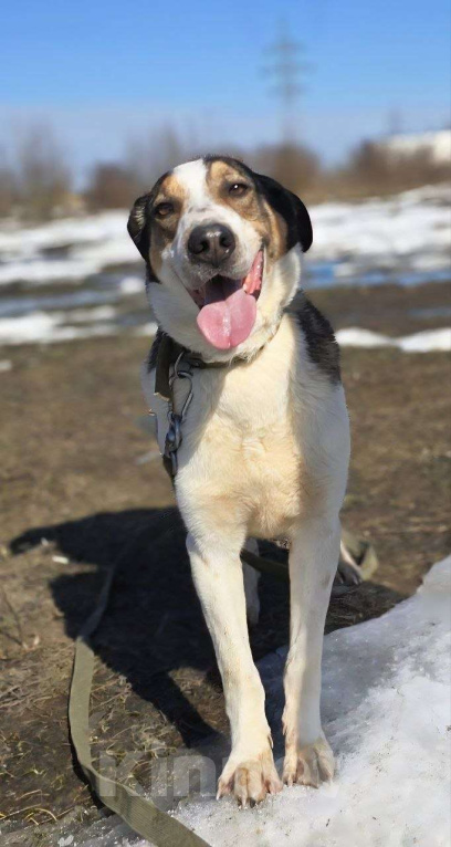 Собаки в Королеве: Обаятельный Дрейк ищет своего человека Мальчик, Бесплатно - фото 2