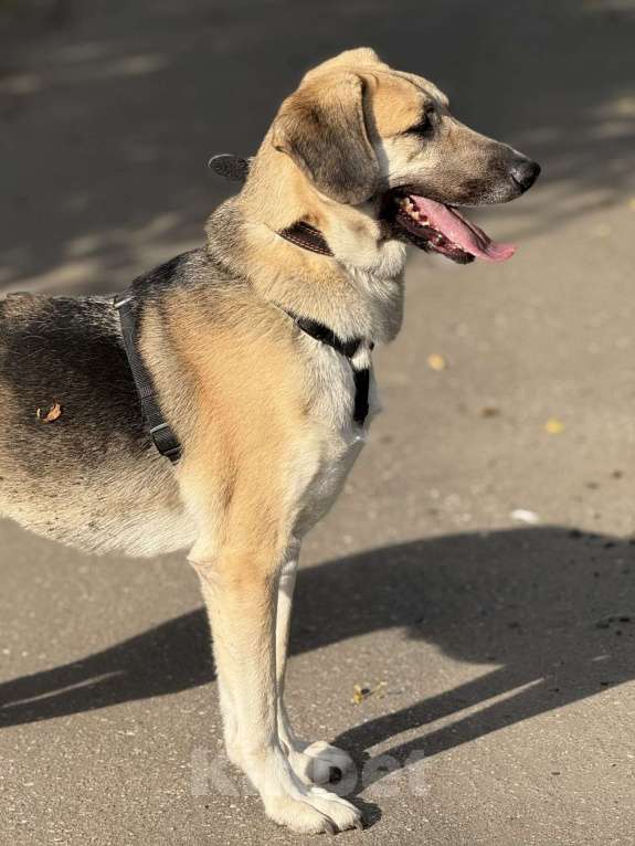 Собаки в Москве: Тима Мальчик, Бесплатно - фото 7