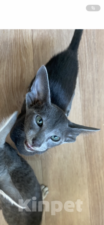 Кошки в Санкт-Петербурге: Ориентальные котята Мальчик, 49 000 руб. - фото 2