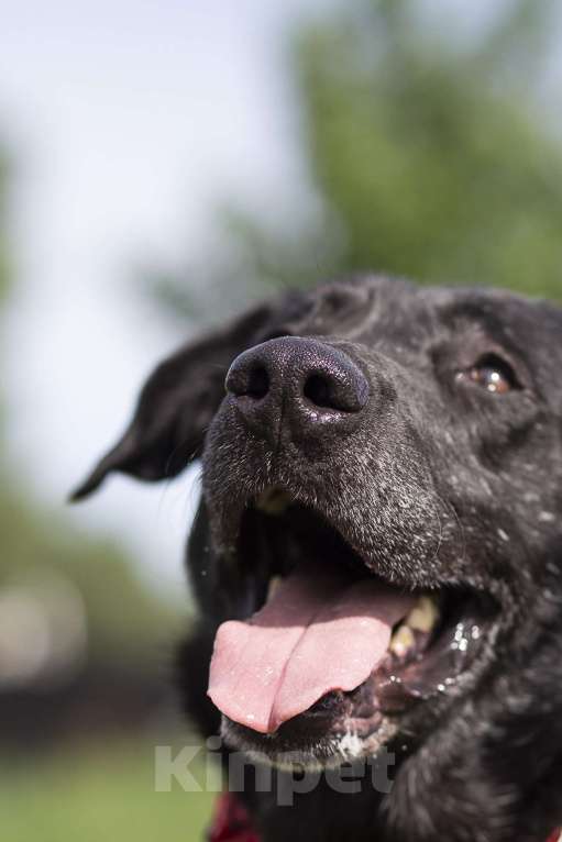 Собаки в Москве: Компаньон  Мальчик, Бесплатно - фото 2