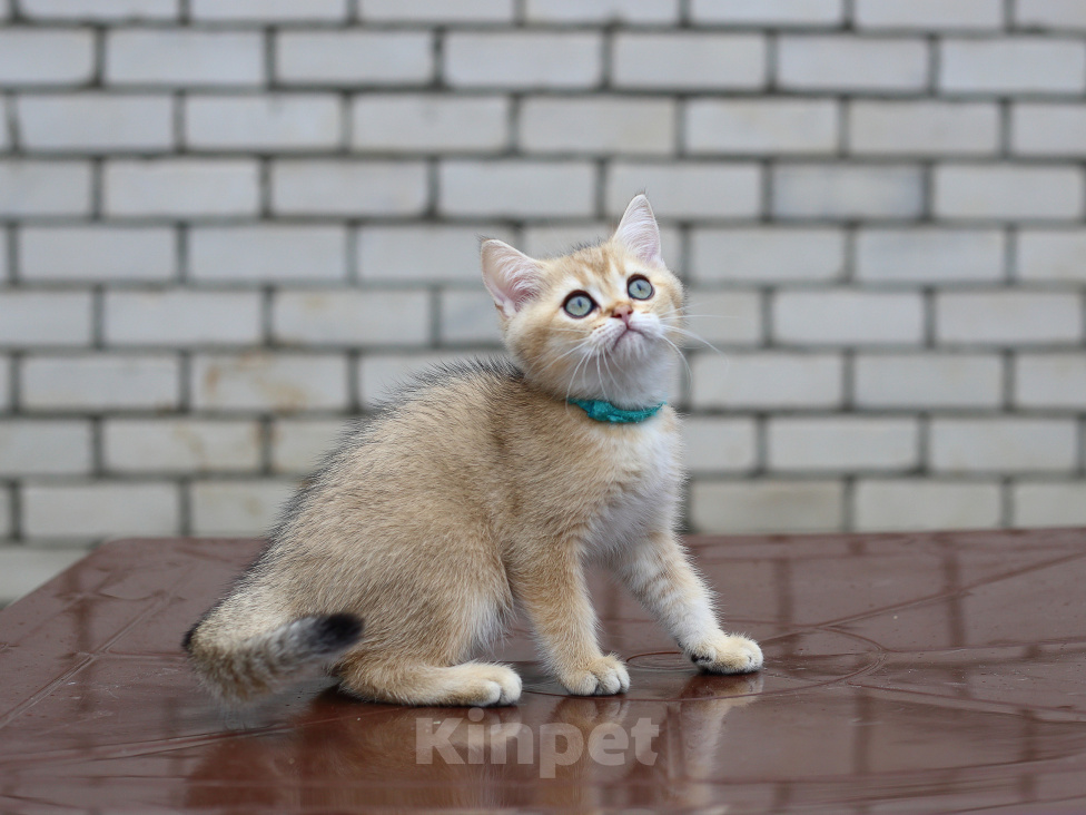 Кошки в Нерехте: Британский короткошерстный котёнок Мальчик, 45 000 руб. - фото 4