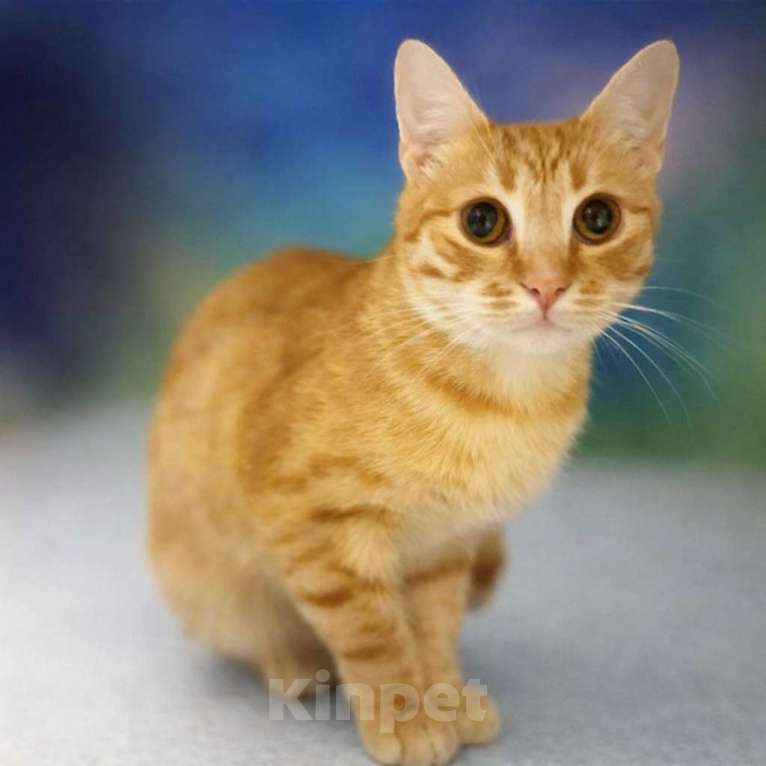 Кошки в Москве: Шикарный юный котик Янтарь в добрые руки Мальчик, Бесплатно - фото 2