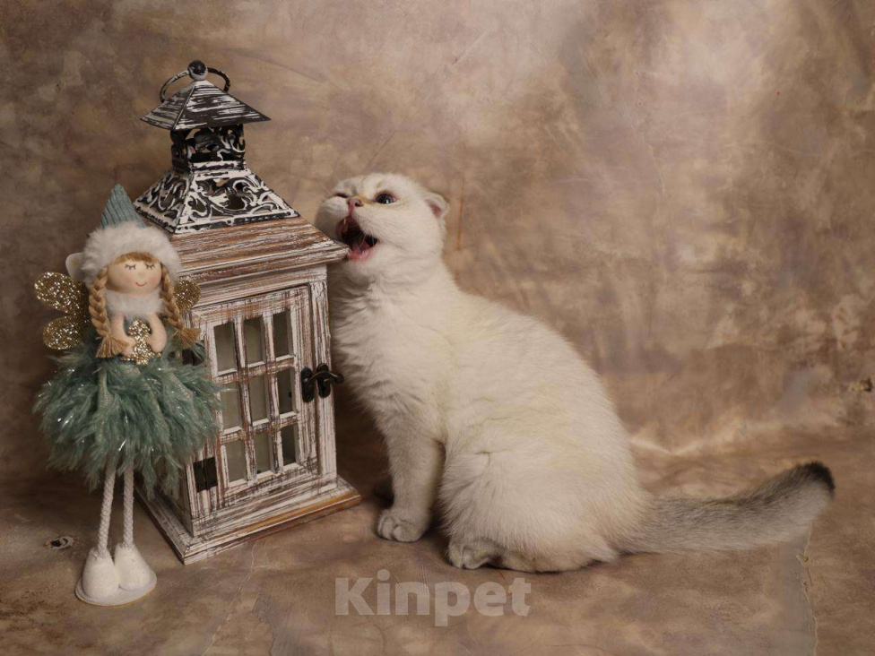 Кошки в Москве: Шотландский вислоухий короткошёрстный котёнок Мальчик, 50 000 руб. - фото 2