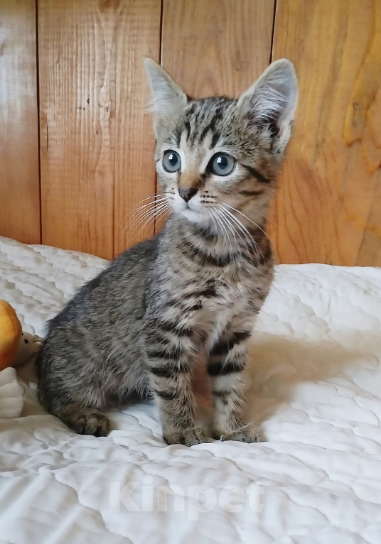 Кошки в Санкт-Петербурге: Скромная Катюша Девочка, Бесплатно - фото 2
