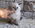 Кошки в Москве: продаются шотландские котята Девочка, 20 000 руб. - фото 5