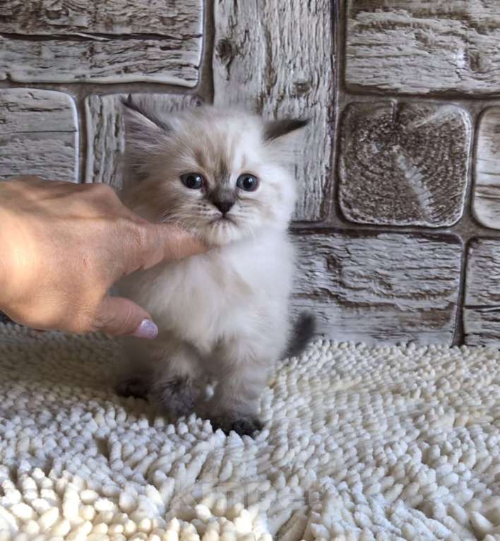 Кошки в Москве: продаются шотландские котята Девочка, 20 000 руб. - фото 5