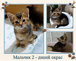 Кошки в Благодарном: Абиссинские котята Разнополые, Бесплатно - фото 3