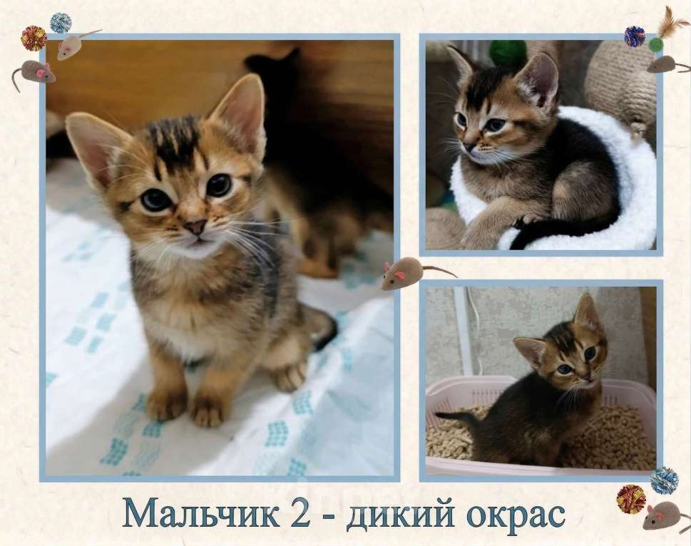 Кошки в Благодарном: Абиссинские котята Разнополые, Бесплатно - фото 3