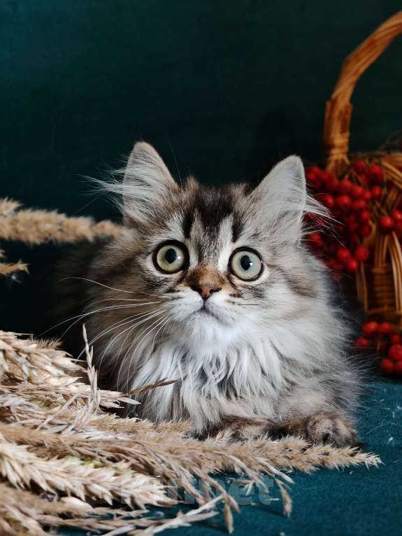 Кошки в Москве: Длинношертсная шотландская кошечка Девочка, 60 000 руб. - фото 2