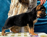 Собаки в Краснодаре: Щенки немецкой овчарки  Мальчик, 55 000 руб. - фото 2