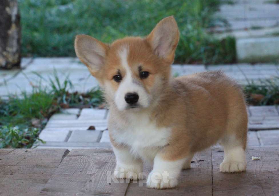 Собаки в Москве: Аманси Буги-вуги Мальчик, 75 000 руб. - фото 10