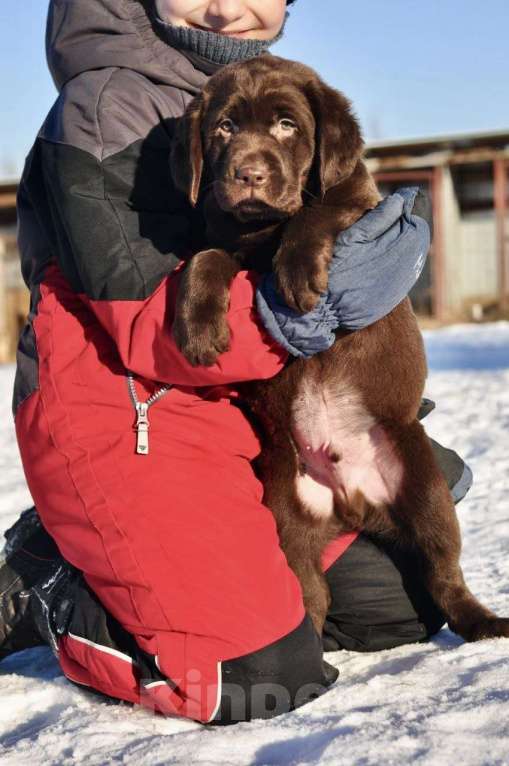 Собаки в Задонске: Щенок Лабрадор  Мальчик, 70 000 руб. - фото 2
