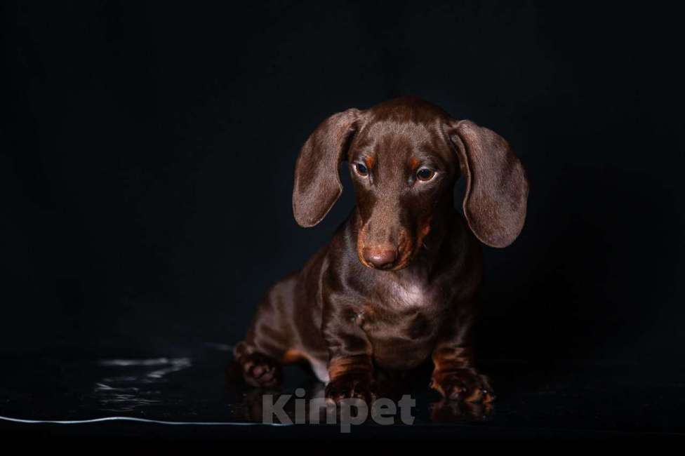 Собаки в Москве: Очаровательный щенок карликовой таксы  Мальчик, 60 000 руб. - фото 4