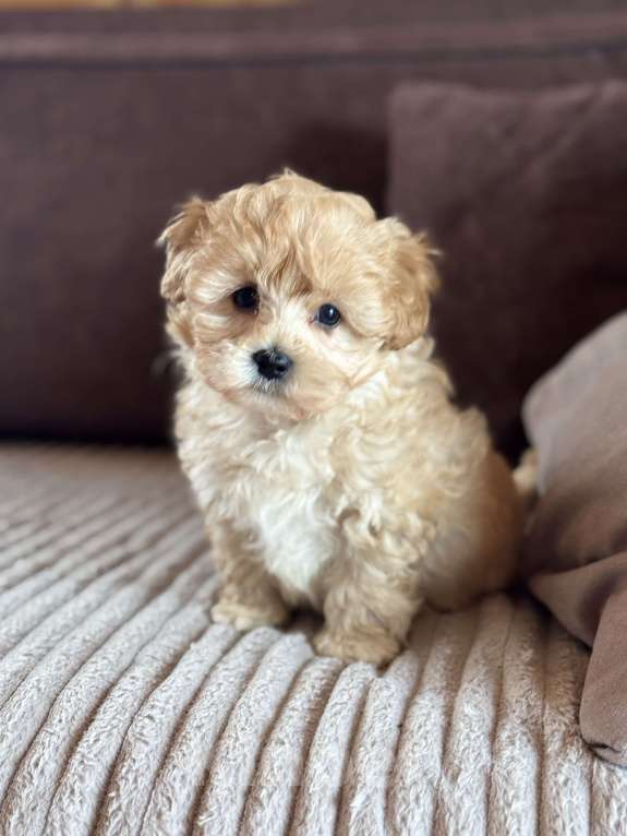 Собаки в Новосибирске: Мальтипу f1 щенок Мальчик, 100 000 руб. - фото 1