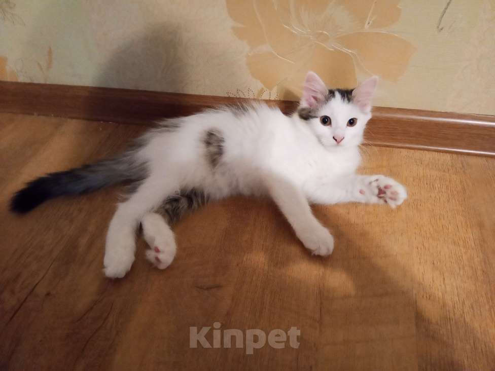 Кошки в других городах Воронежской области: Отдадим в ответственные руки Девочка, Бесплатно - фото 3