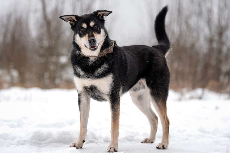 Собаки в Москве: Летающий и улыбающийся пёс Макс в добрые руки Мальчик, Бесплатно - фото 4