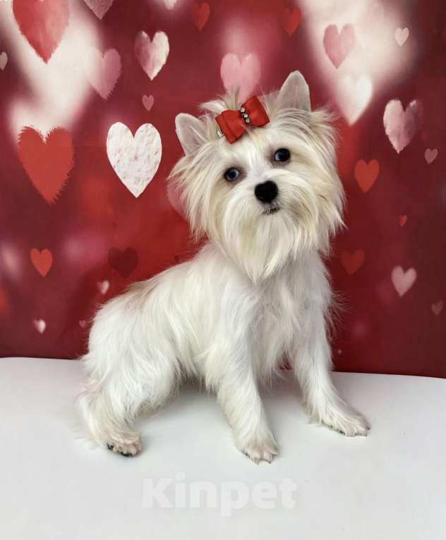 Собаки в Москве: Белый йорк с синими глазами девочка подрощенная Девочка, 100 000 руб. - фото 7