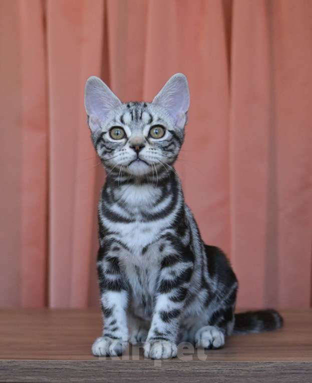 Кошки в Москве: Котята Американской короткошерстной породы Девочка, 70 000 руб. - фото 1