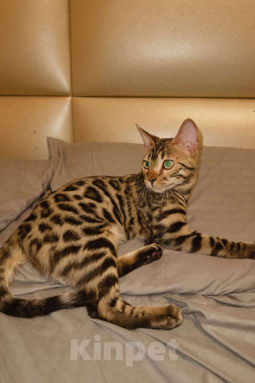 Кошки в Екатеринбурге: Бенгальский котенок Мальчик, 15 000 руб. - фото 3