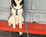 Собаки в Камне-На-Оби: Вязка, 1 000 руб. - фото 2