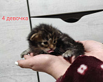 Кошки в Теберде: Котята мейн кун, 16 000 руб. - фото 6
