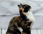 Кошки в Усинске: Кошка, Бесплатно - фото 3