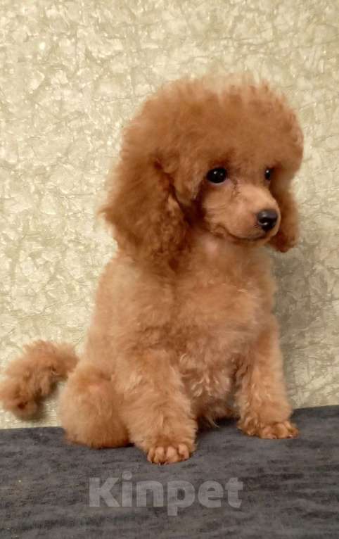 Собаки в Санкт-Петербурге: Рыжики. Девочка, 50 000 руб. - фото 1