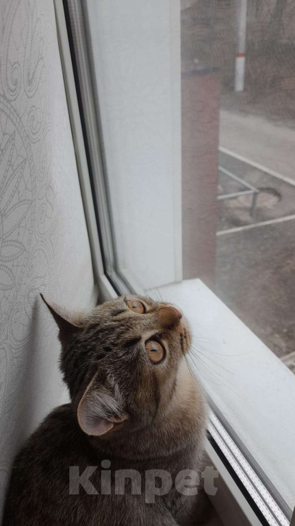 Кошки в Павловском Посаде: Кот Кеша Мальчик, Бесплатно - фото 2