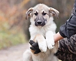 Собаки в других городах Московской области: Лорд якутенок в добрые руки Мальчик, Бесплатно - фото 1