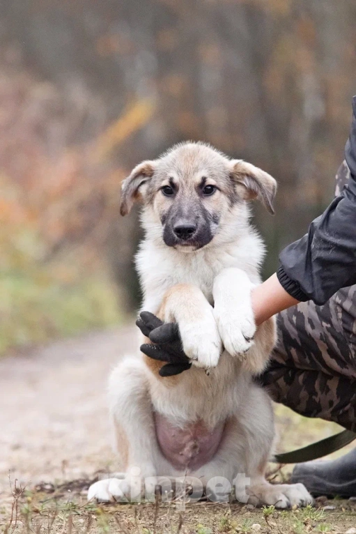 Собаки в других городах Московской области: Лорд якутенок в добрые руки Мальчик, Бесплатно - фото 1