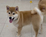 Собаки в Москве: Сиба мальчик Мальчик, Бесплатно - фото 1