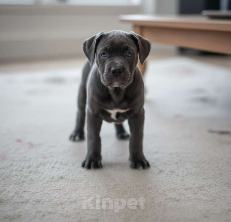 Собаки в Москве: Кане корсо премиум-класса | голубой кобель, последний из помёта Мальчик, 50 000 руб. - фото 1