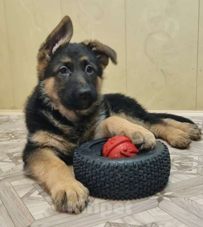 Собаки в Балашихе: Щенки немецкой овчарки Девочка, Бесплатно - фото 3