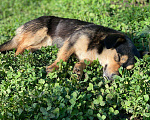 Собаки в Семилуках: Умная собака Девочка, Бесплатно - фото 8