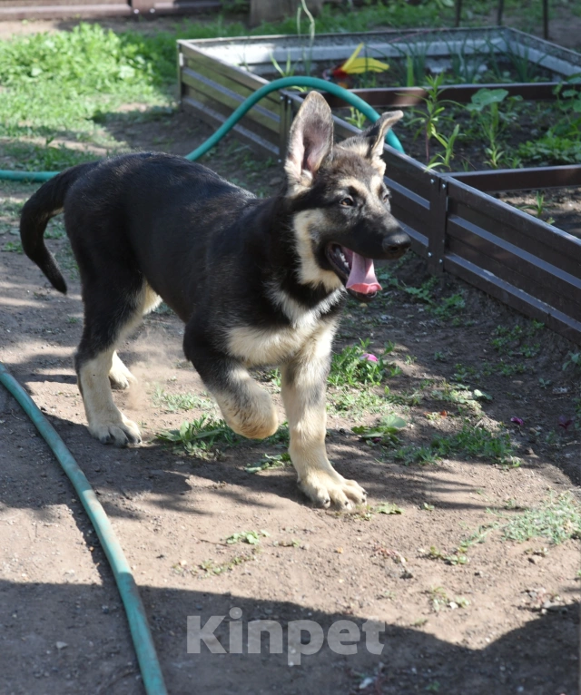 Собаки в Москве: Шикарный кобель восточноевропейской овчарки Мальчик, 80 000 руб. - фото 3