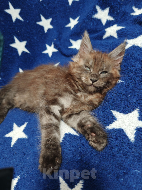 Кошки в Москве: Красавчик чёрный дым  Мальчик, 25 000 руб. - фото 2