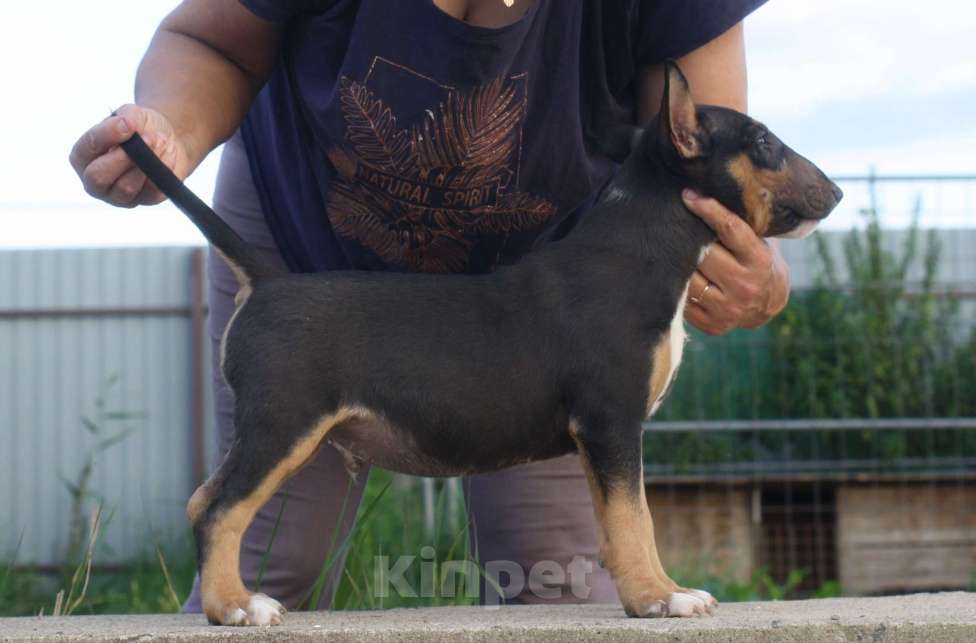 Собаки в Всеволожске: ММ МОККО АМАРЕТТО  Мальчик, Бесплатно - фото 6