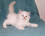 Кошки в Москве: Котята Рэгдолл Мальчик, 80 000 руб. - фото 2