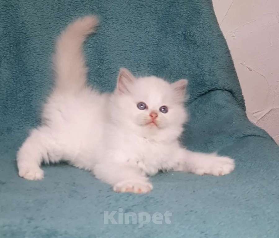 Кошки в Москве: Котята Рэгдолл Мальчик, 80 000 руб. - фото 2