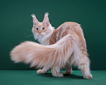 Кошки в Красногорске: Котенок  Мальчик, Бесплатно - фото 3