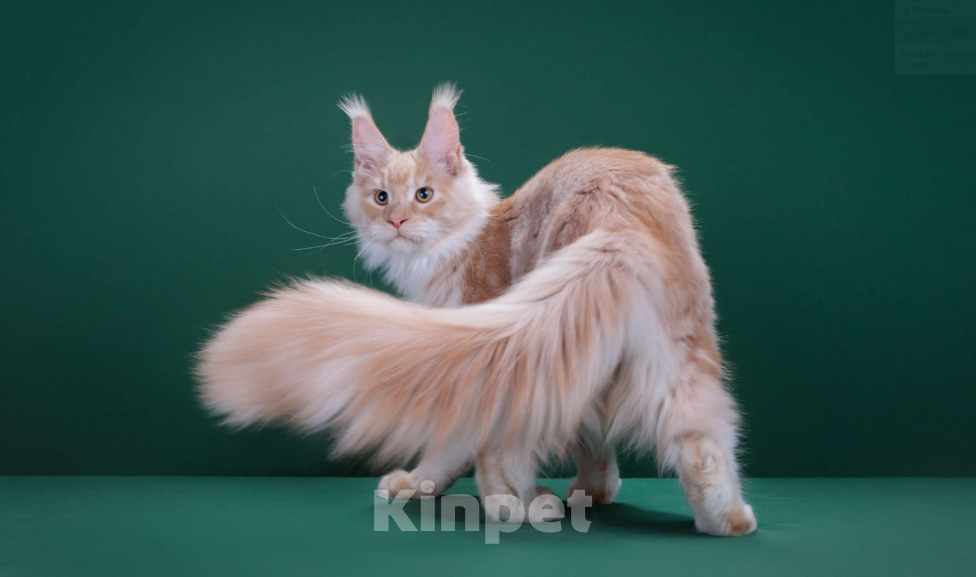 Кошки в Красногорске: Котенок  Мальчик, Бесплатно - фото 3