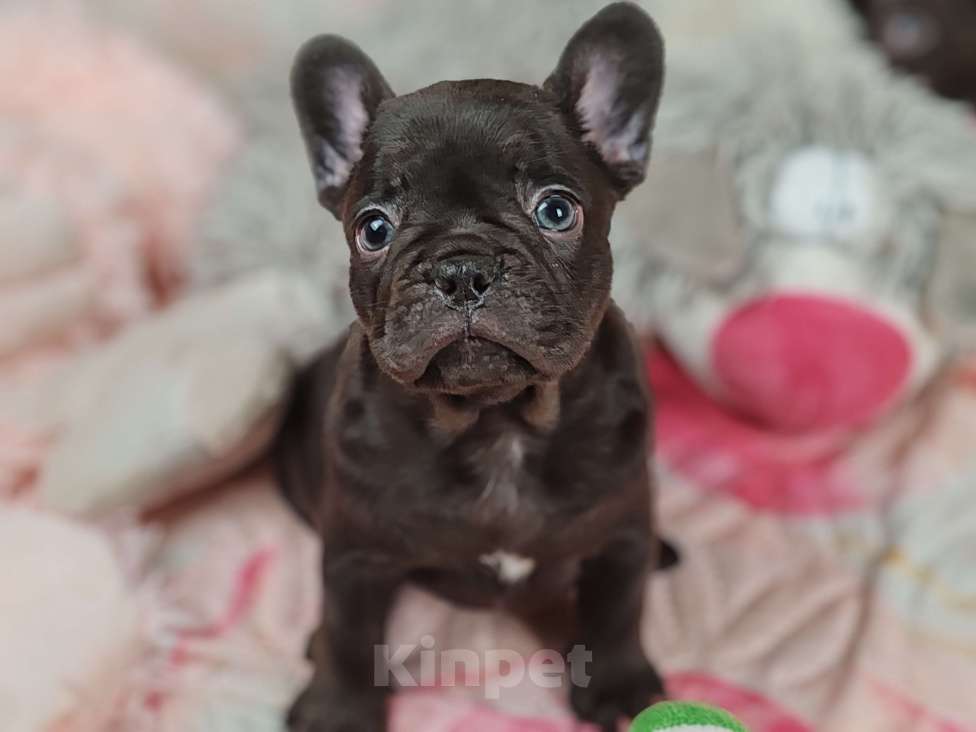 Собаки в Санкт-Петербурге: Шикарная шоколадная Девочка, 80 000 руб. - фото 5