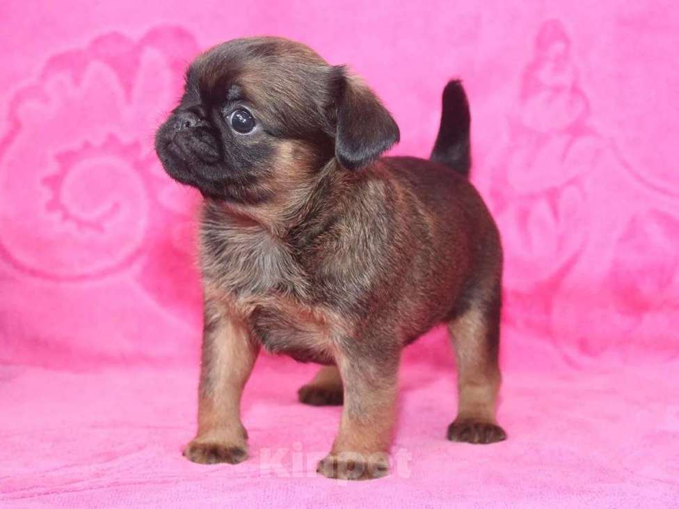 Собаки в Санкт-Петербурге: Маленький,упряменький Мальчик, 80 000 руб. - фото 7