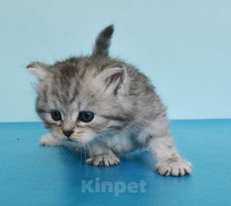 Кошки в Москве: Сибирские котики богатыри Мальчик, Бесплатно - фото 2