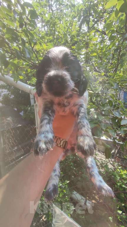 Собаки в Симферополе: Щенки Русский охотничий спаниель Мальчик, 30 000 руб. - фото 8