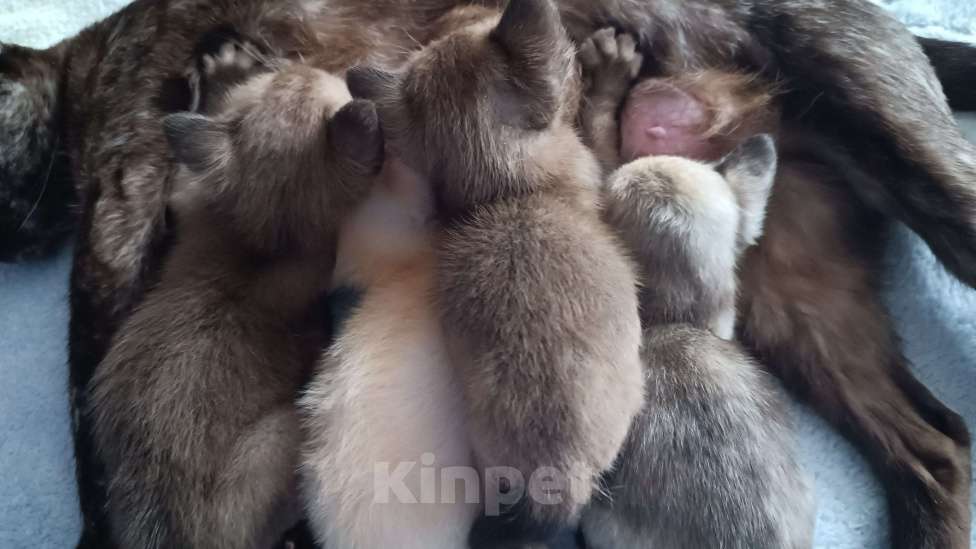 Кошки в Ростове-на-Дону: Котята европейской Бурмы  Мальчик, 80 000 руб. - фото 3